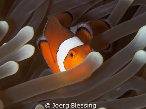Nemooooo by Joerg Blessing 
